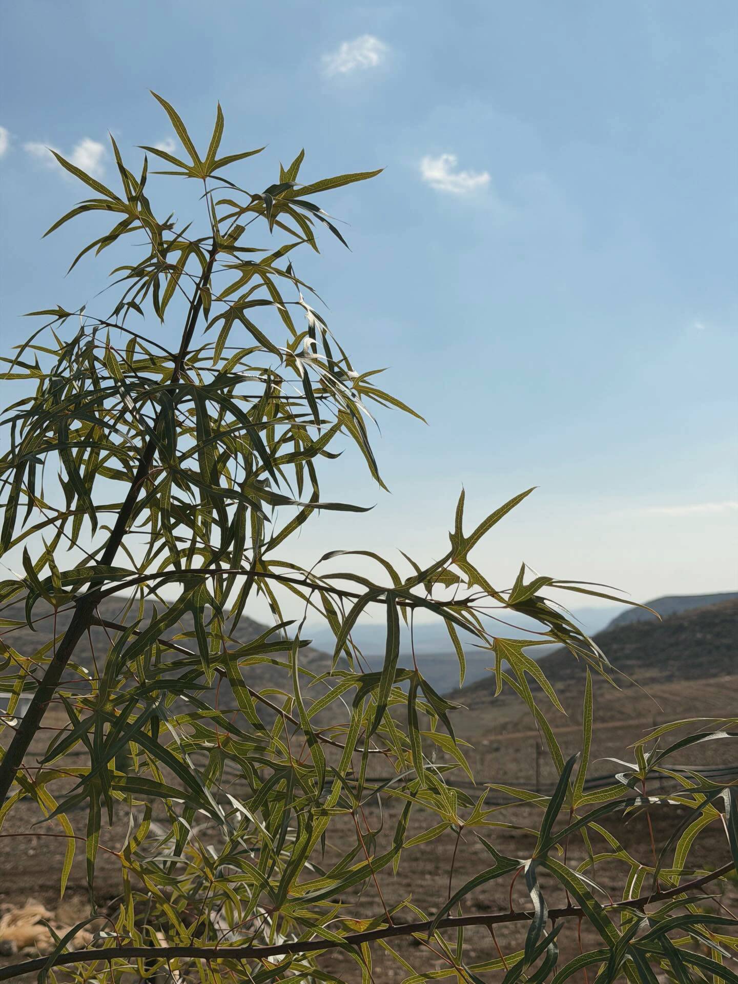 ענפים ירוקים מול הגבעות והבקעה