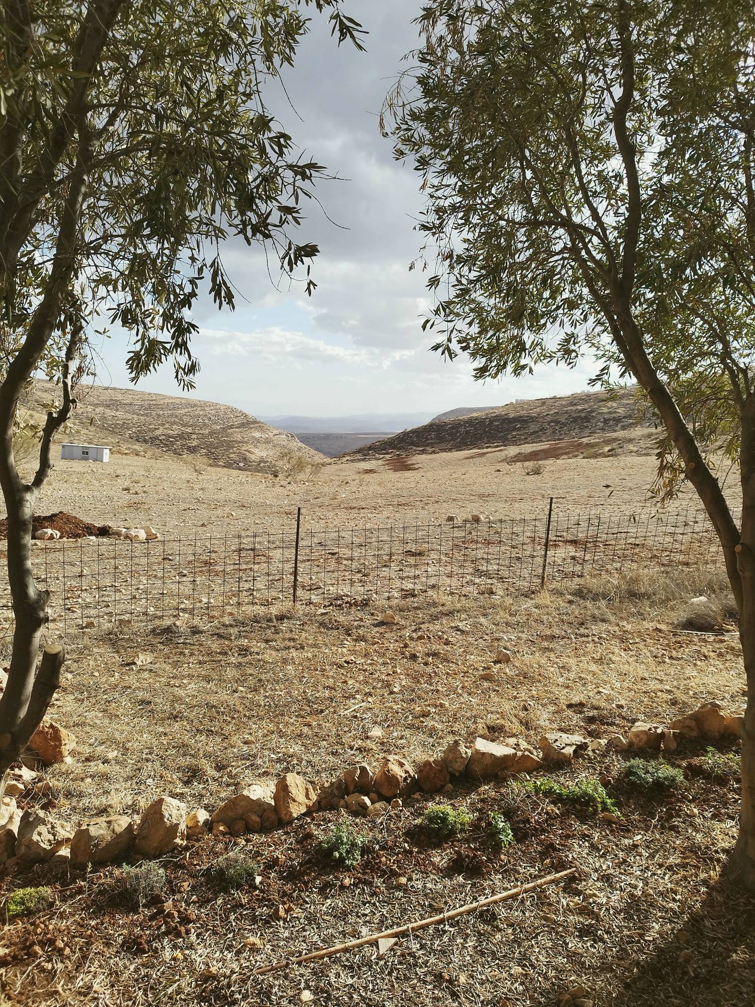 עצי זית והגבעות מסביב